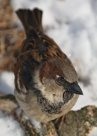 Another bird