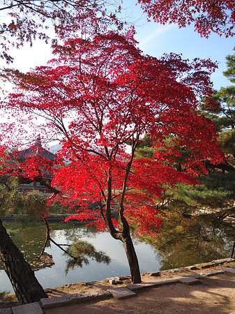Autumn Colours