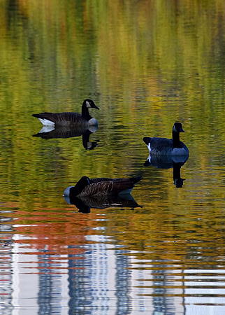 Three ducks