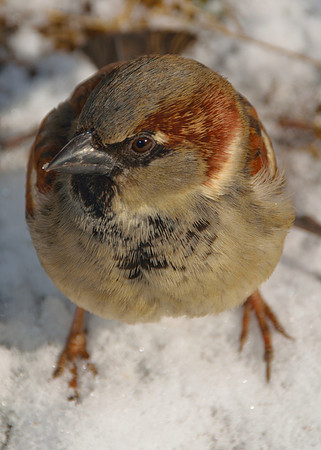 Bird