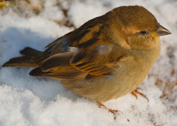 bird