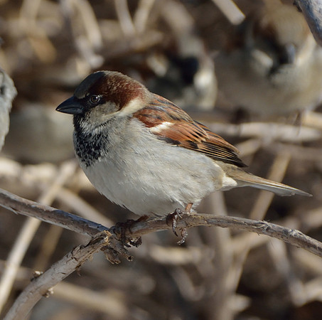 more birds