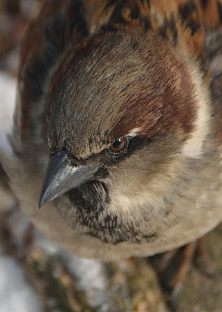 birds birds