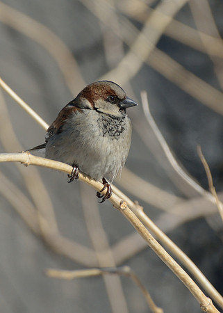 another bird II