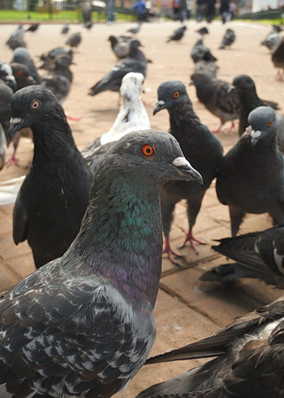 Pigeons