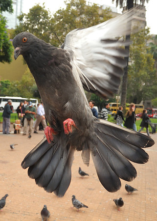More Pigeons